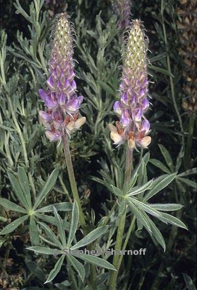 lupinus sp 2 graphic